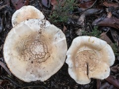 Cortinarius sublargus