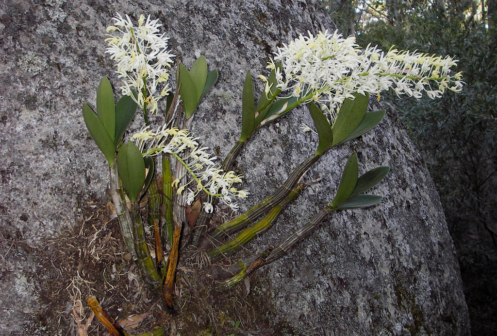 Dendrobium speciosum