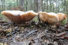 Cortinarius sublargus