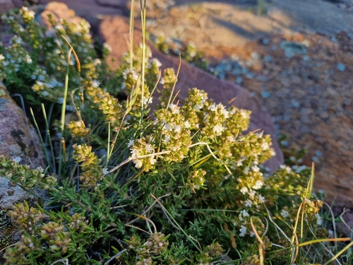 Image of Thymus zygis by (c) Jens-Christian Svenning, some rights reserved (CC BY)