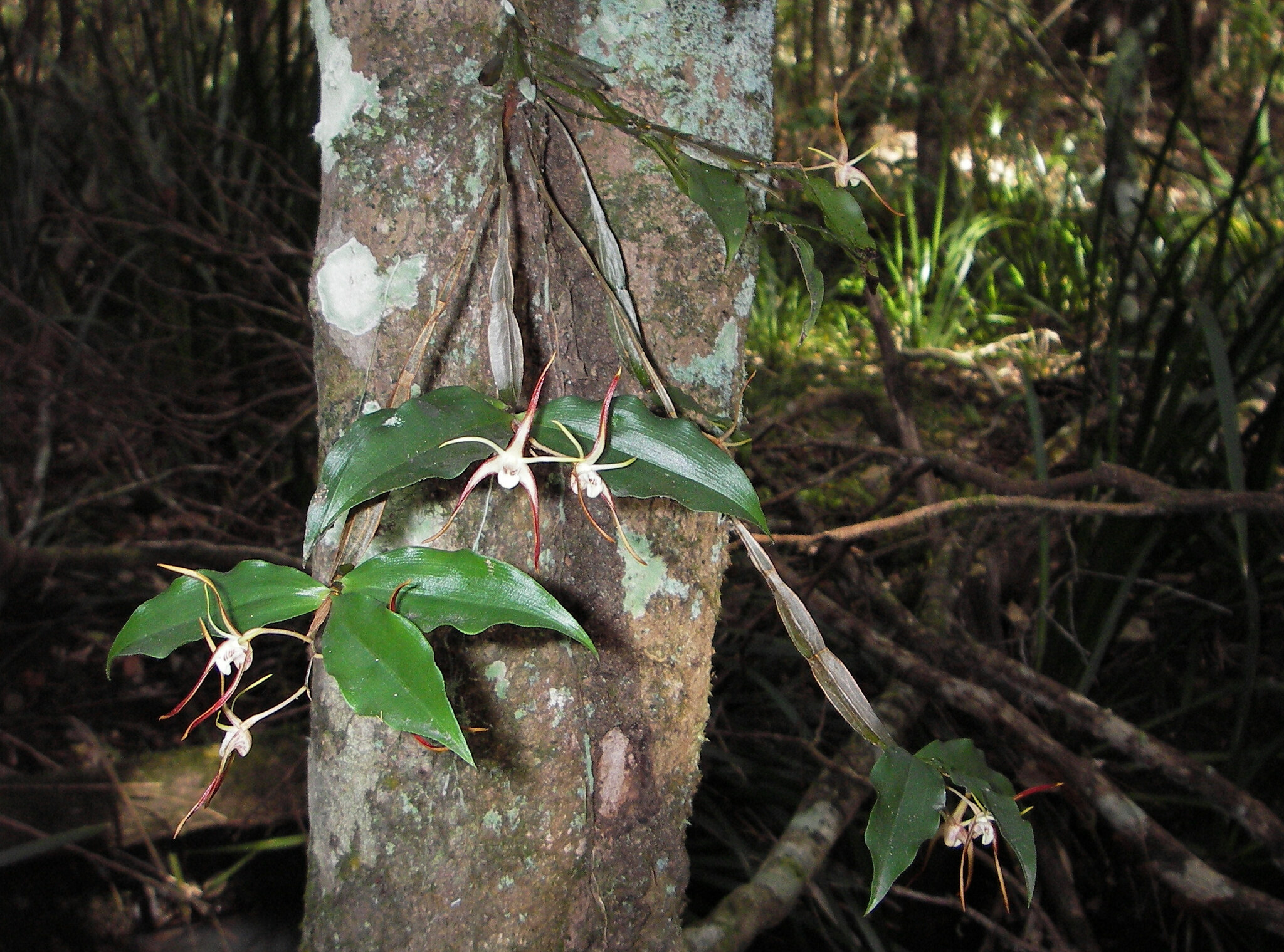 Subspecies Dendrobium tetragonum tetragonum · iNaturalist