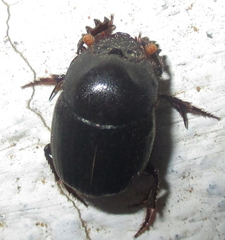 Onthophagus apiciosus