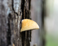 Crepidotus eucalyptorum