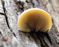 Crepidotus eucalyptorum