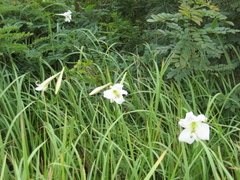 Lilium formosanum