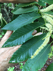 Castanea pumila