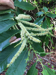 Castanea pumila