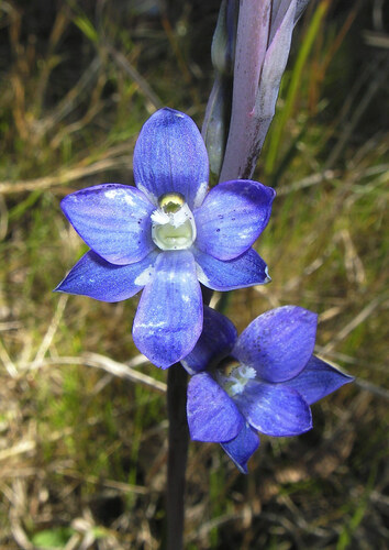 Wyong Sun Orchid (Thelymitra adorata)