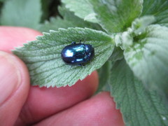 Chrysolina coerulans