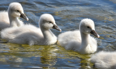 Mute Swan photo 4