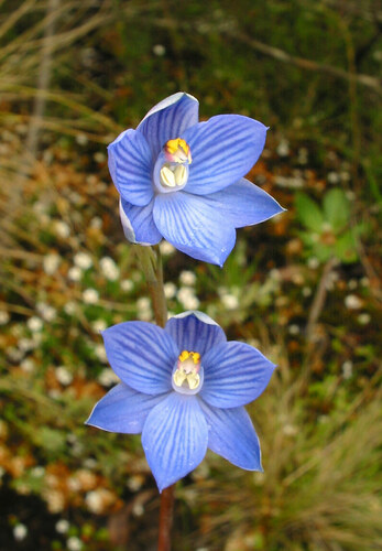 Striped Alpine Sun Orchid (Thelymitra alpicola)