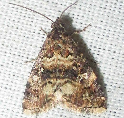 Ozarba sancta