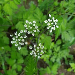 Chaerophyllum temulum