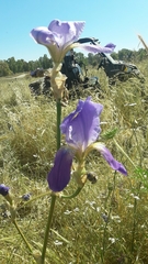 Iris mesopotamica