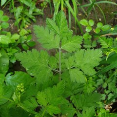 Chaerophyllum temulum