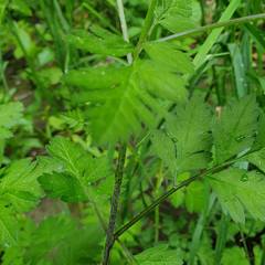 Chaerophyllum temulum