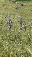 Iris mesopotamica