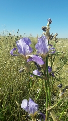 Iris mesopotamica