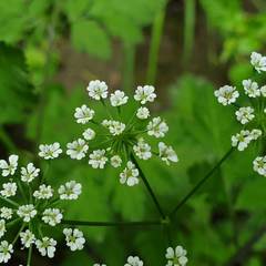 Chaerophyllum temulum