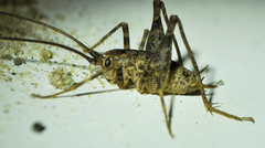 Pleioplectron simplex