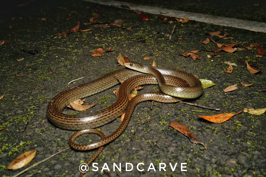 Indo-Chinese Rat Snake