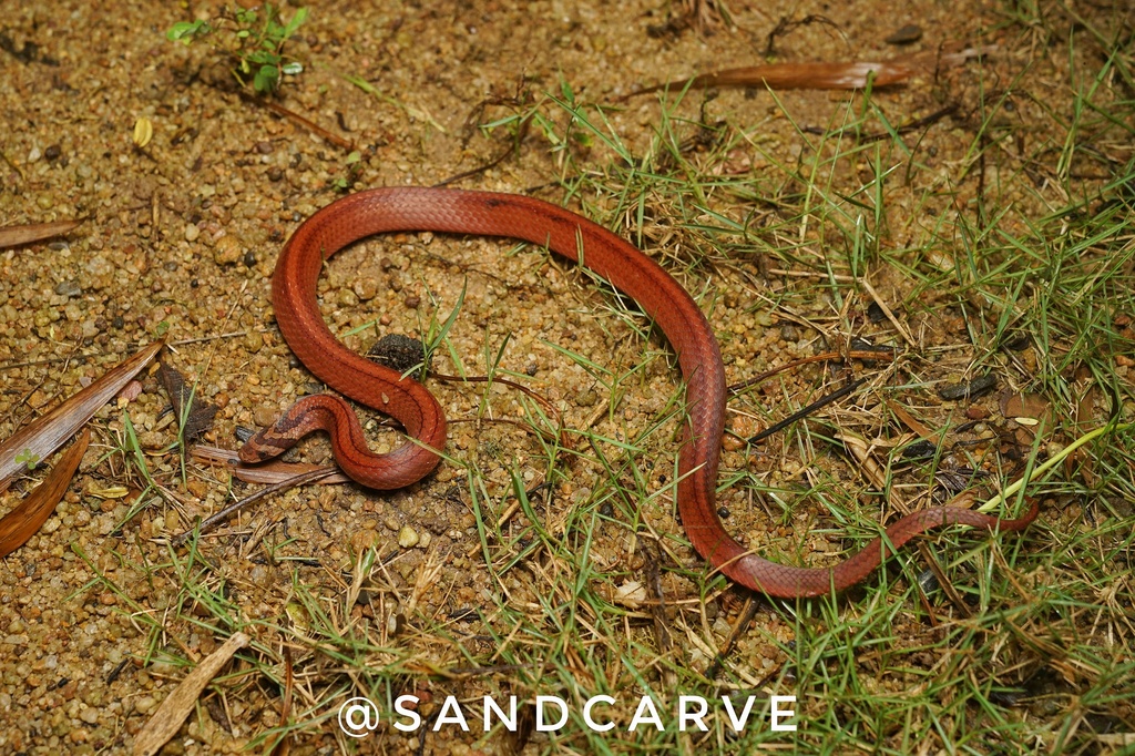 Double Striped Kukri Snake