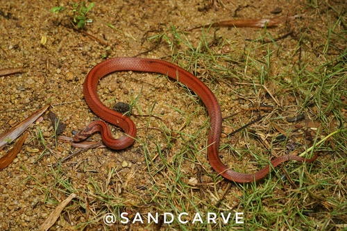 Double-striped Kukri Snake