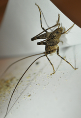 Pleioplectron simplex