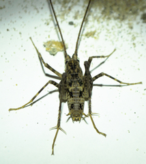 Pleioplectron simplex