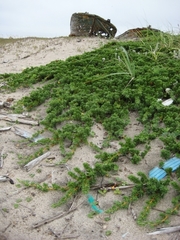 Juniperus rigida conferta