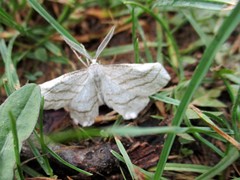 Perconia strigillaria