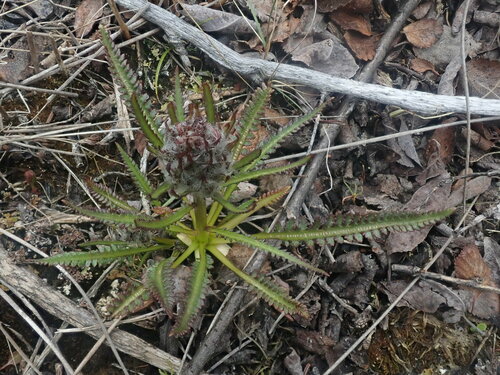 Image of Pedicularis sudetica by (c) F Quiec, some rights reserved (CC BY-SA)