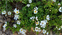 Memorial Rose (Rosa luciae)