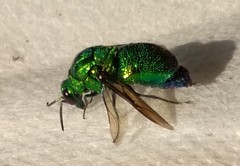 Stilbum