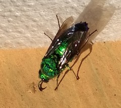 Stilbum