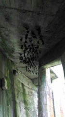 Hipposideros armiger terasensis