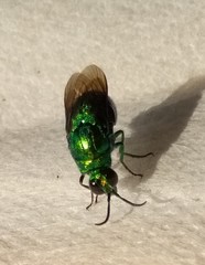 Stilbum