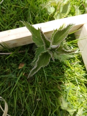 Urtica