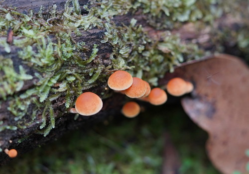 Gymnopilus eucalyptorum