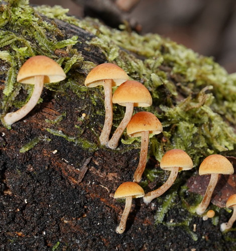 Gymnopilus eucalyptorum