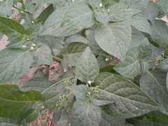 Solanum nigrum