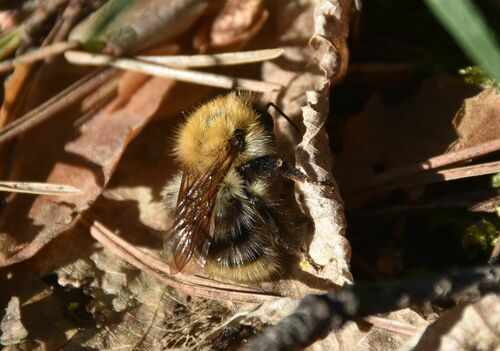 Common carder bee