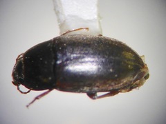 Archeocrypticus topali