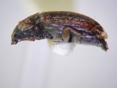 Archeocrypticus topali