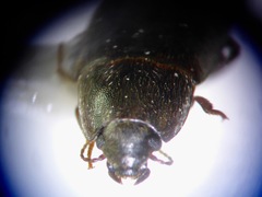 Archeocrypticus topali