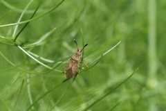 Strobilotoma typhaecornis