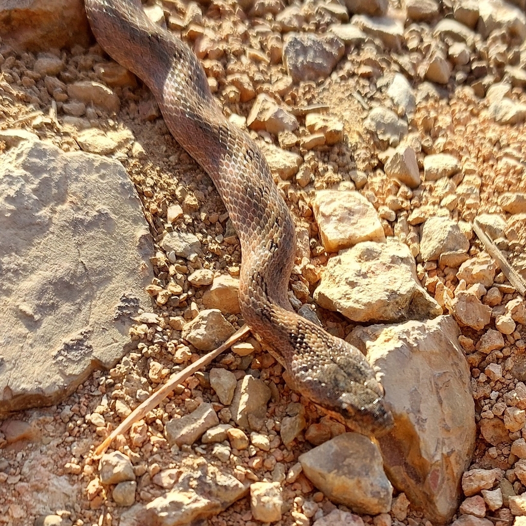 Southern Smooth Snake from 8500 Portimão, Portugal on June 2, 2024 at ...