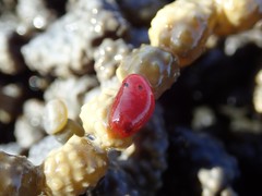 Rostanga arbutus