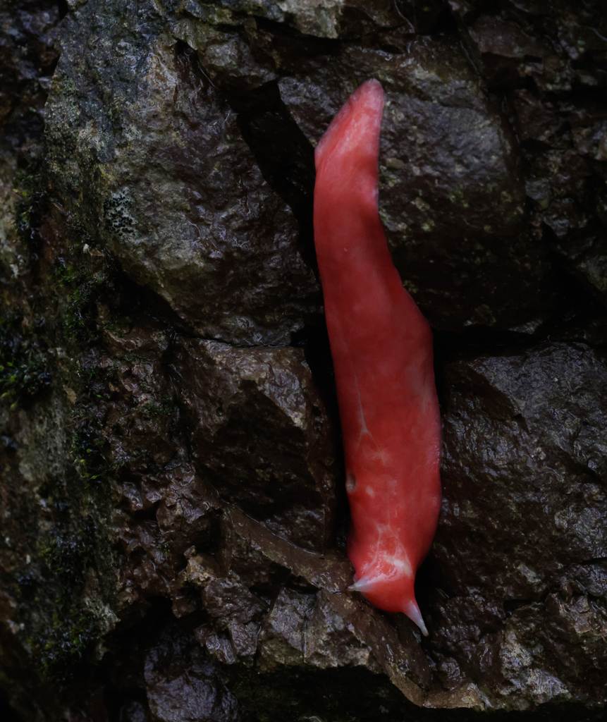 Kaputar Pink Slug in June 2024 by rivendel · iNaturalist
