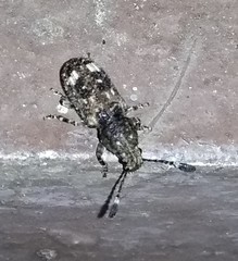 Eucorynus crassicornis